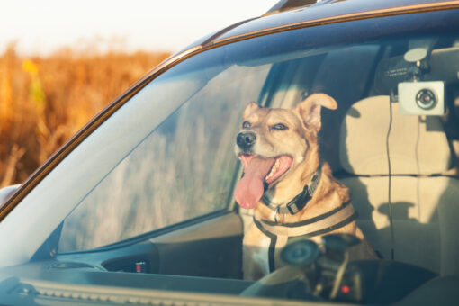 Learn How You Can Prevent Leaving Something Very Important in Your Vehicle This Summer 